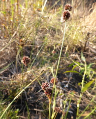 Juncus oxycarpus
