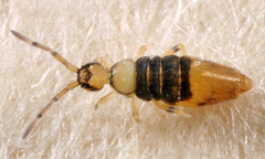 Entomobrya clitellaria