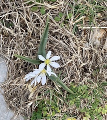 Colchicum hungaricum
