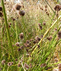 Juncus oxycarpus