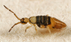 Entomobrya clitellaria