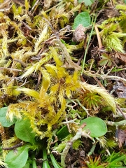 Brachythecium glareosum