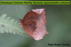 Elymnias hypermnestra undularis
