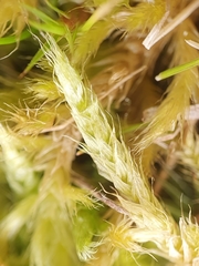 Brachythecium glareosum