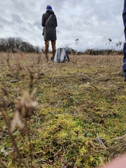 Brachythecium glareosum