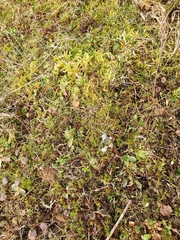 Brachythecium glareosum