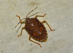 Phalaecus pustulatus