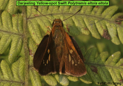 Polytremis eltola