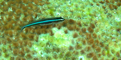 Elacatinus lobeli