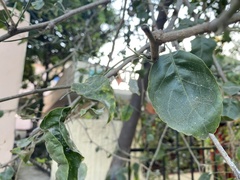 Cissus quadrangularis