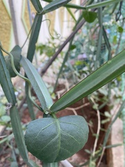 Cissus quadrangularis