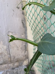 Cissus quadrangularis