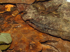 Anolis meridionalis
