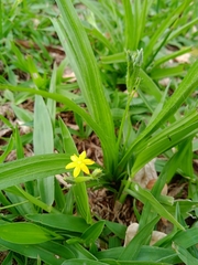 Hypoxis decumbens