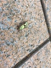 Hoplia communis