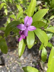 Pseuderanthemum laxiflorum