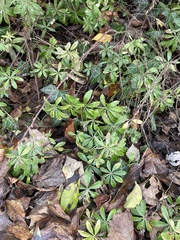 Galium odoratum