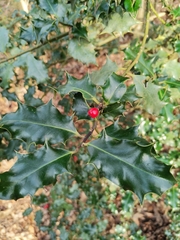 Ilex aquifolium
