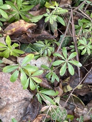 Galium odoratum
