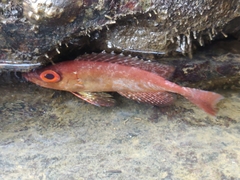Priacanthidae