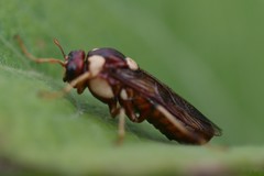 Perga dorsalis