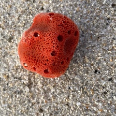 Dragmacidon lunaecharta