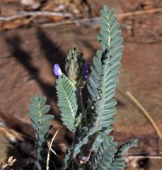Astragalus garbancillo