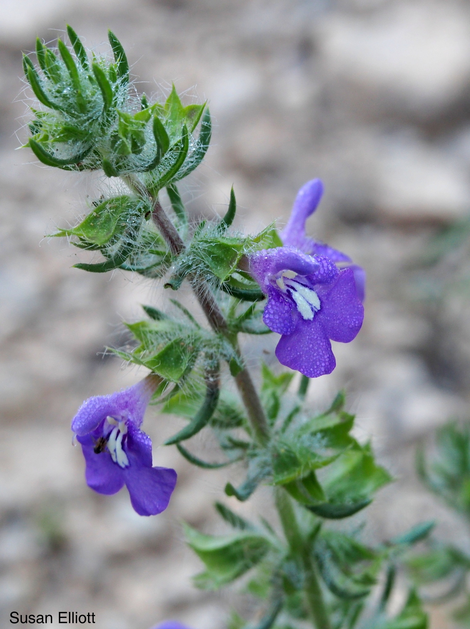 Salvia texana