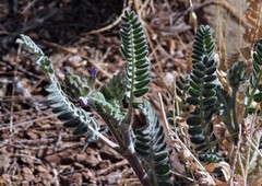 Astragalus garbancillo