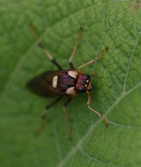 Perga dorsalis