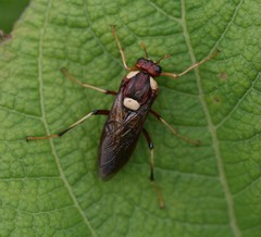 Perga dorsalis