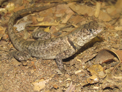 Tropidurus oreadicus