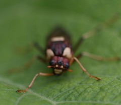 Perga dorsalis