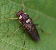 Perga dorsalis