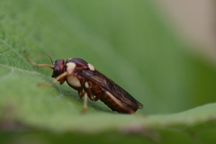 Perga dorsalis