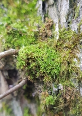 Zygodon viridissimus