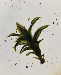 Zygodon viridissimus