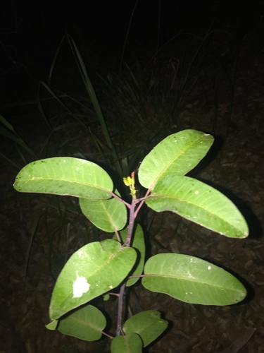 iNaturalist observation photo of laurel sumac