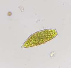 Zygodon viridissimus