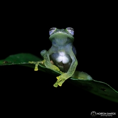 Vitreorana uranoscopa