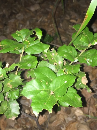 iNaturalist observation photo of coast live oak