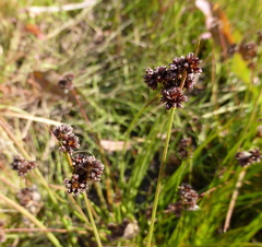 Juncus dregeanus dregeanus