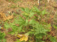 Arracacia xanthorrhiza