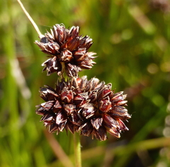 Juncus dregeanus dregeanus