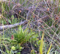 Juncus dregeanus dregeanus