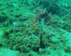 Clavelina meridionalis