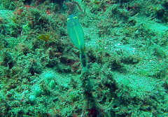 Clavelina meridionalis