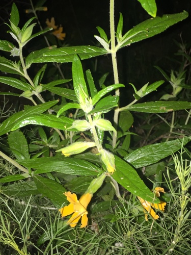 iNaturalist observation photo of southern bush monkeyflower