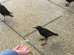 Sturnus vulgaris