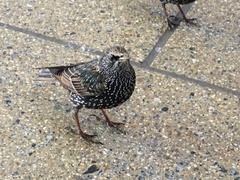 Sturnus vulgaris